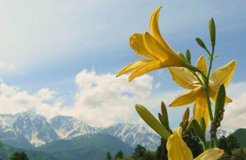 Pension Blue Hakuba Zewnętrze zdjęcie